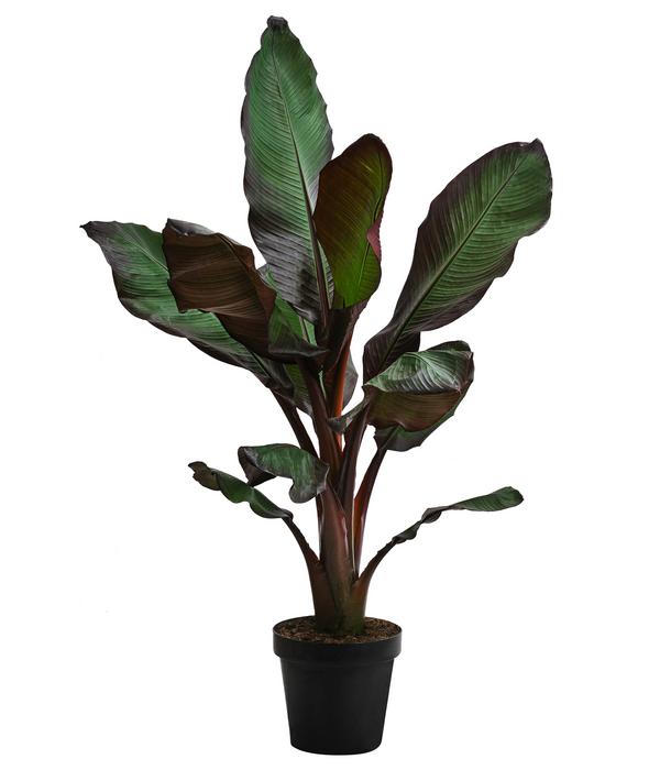 Rote Zierbanane 'Maurelii'