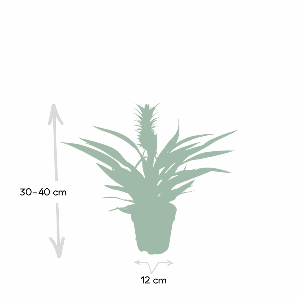 Plante d'intérieur - bromelia ananas 30.0cm
