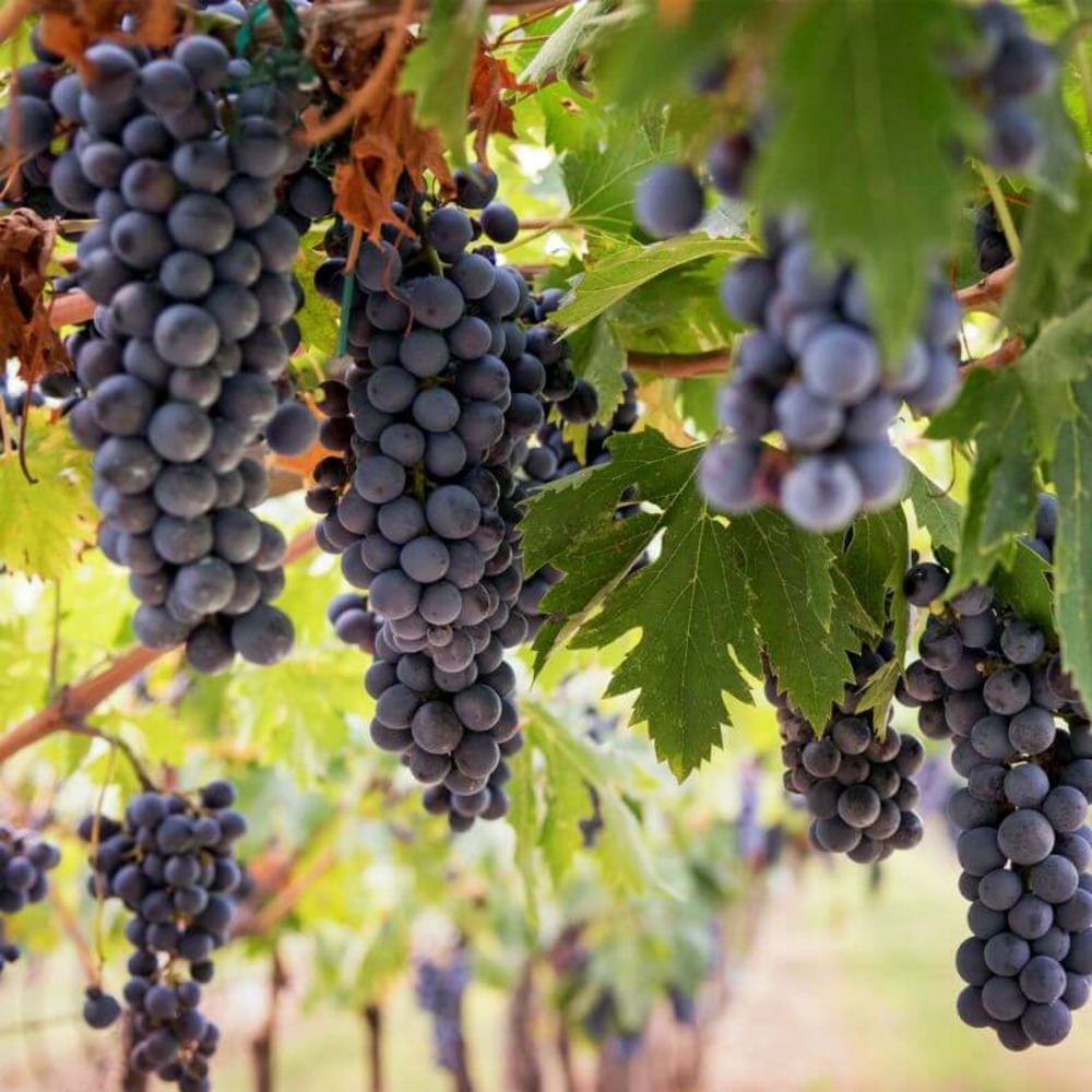 Vigne 'groleau noir' (vitis groleau noir) - conteneur 1l - taille 20/40cm