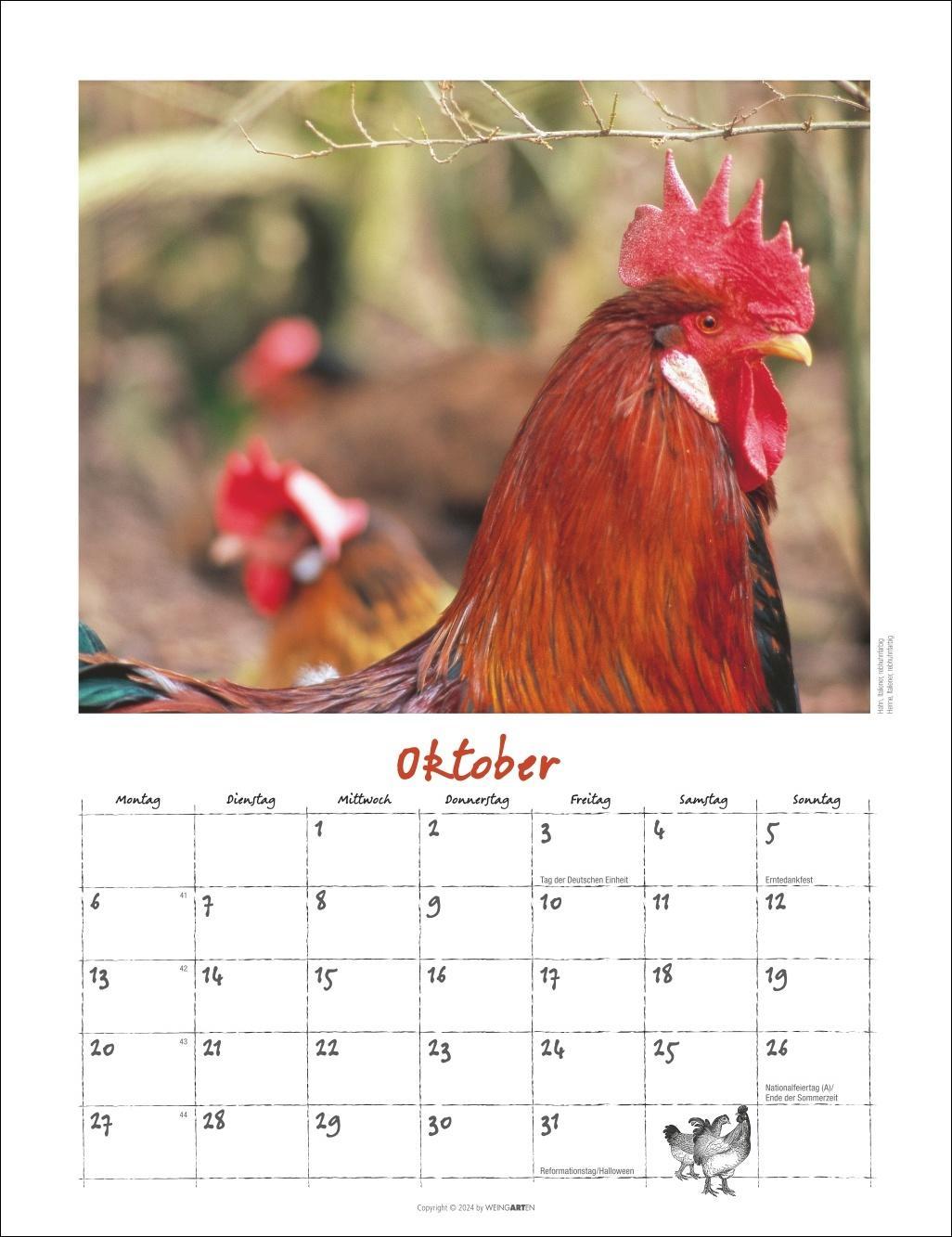 Der Hühnerkalender 2025