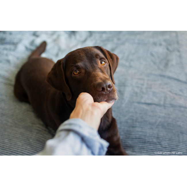 Fumachol MP Labo Soutien fonctions hépatique et rénale chien et chat