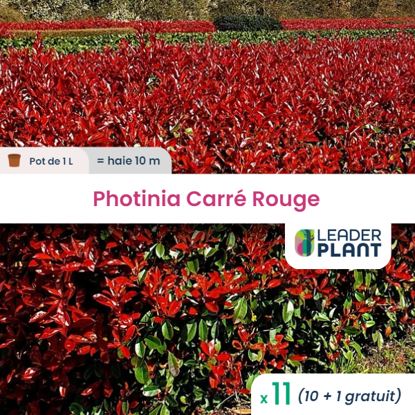 11 x photinia carré rouge en pot de 1 l