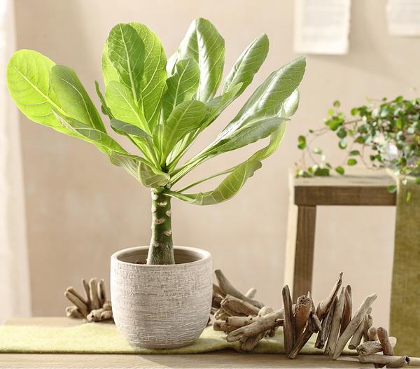 Hawaiipalme - Brighamia insignis