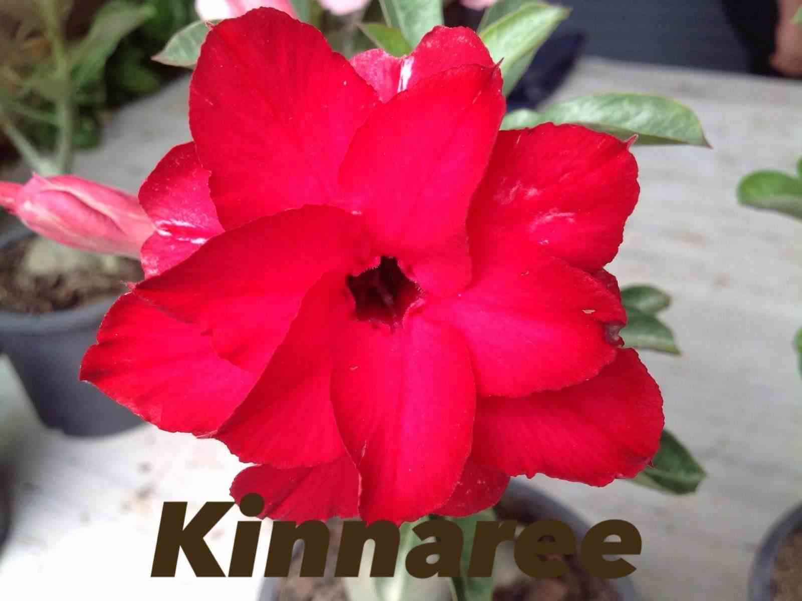 Adenium obesum cv.kinnaree rouge - taille caudex d'environ 300g 20/25cm
