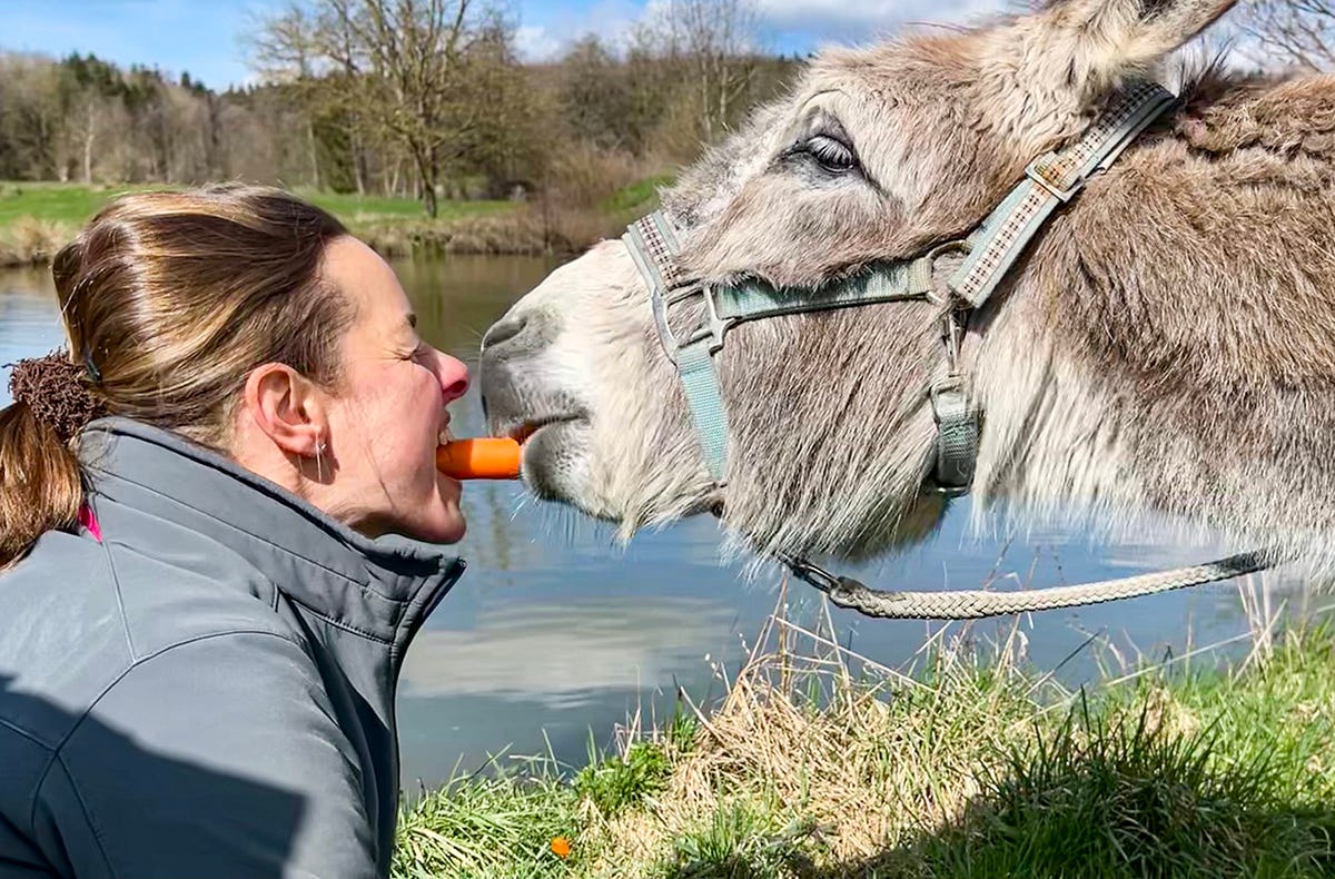 Esel Picknick für 2 Fichtenau