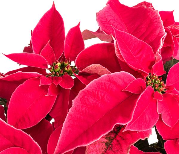Weihnachtsstern - Euphorbia pulcherrima
