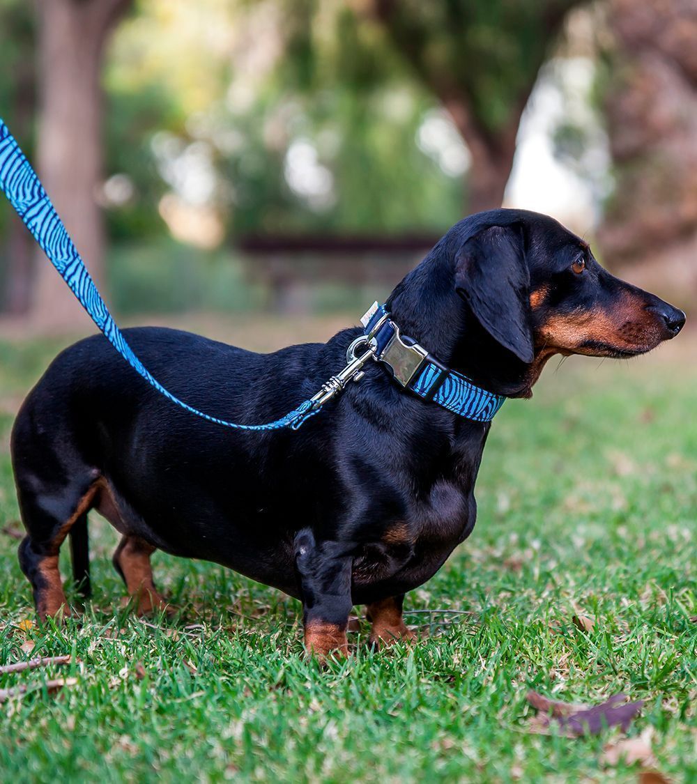 Coleira Pamppy Funny com estampa de zebra azul para cães, multicolorida