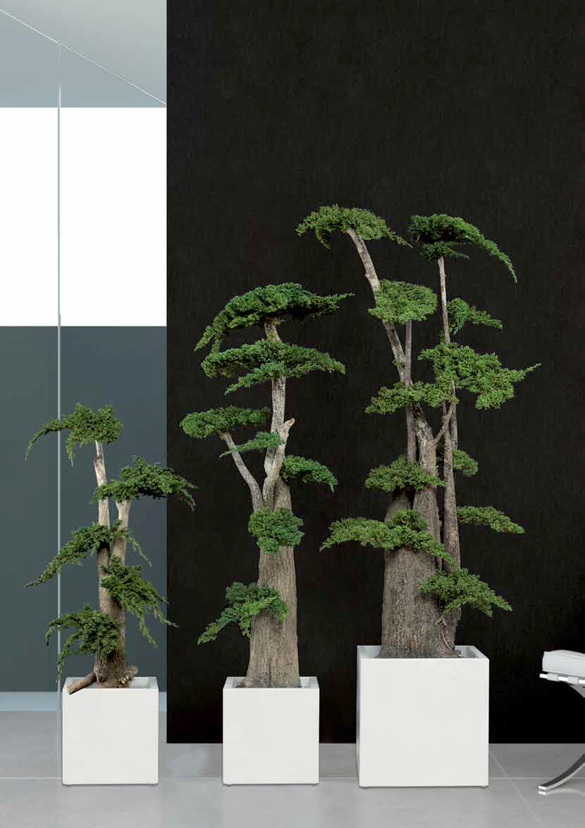 Arbre stabilisé procumbens naturel 190 cm