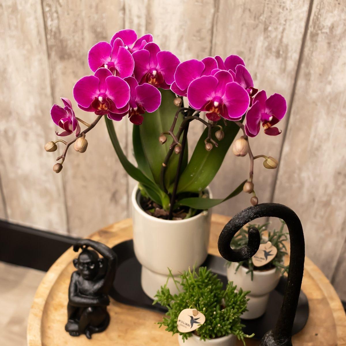 Plante d'intérieur - orchidée violette et son cache-pot gris - h40cm, ø9cm - plante d'intérieur 35cm