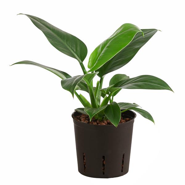 Baumfreund - Philodendron 'Imperial Green',