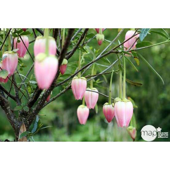 Crinodendron hookerianum : ctr 5 L