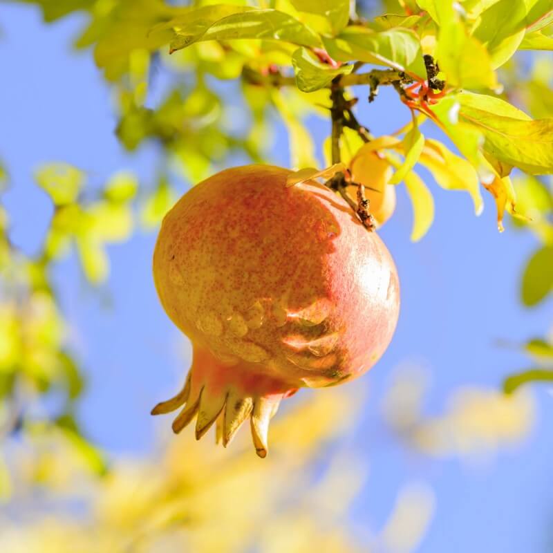 Grenadier (punica granatum) - godet - taille 13/25cm