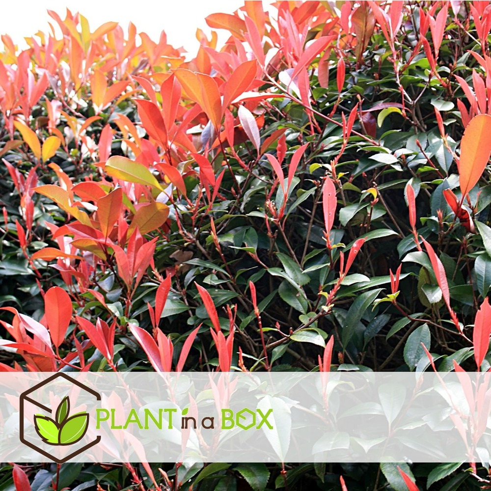 Photinia fraseri red robin - set de 6 - pot 17cm - hauteur 30-40cm