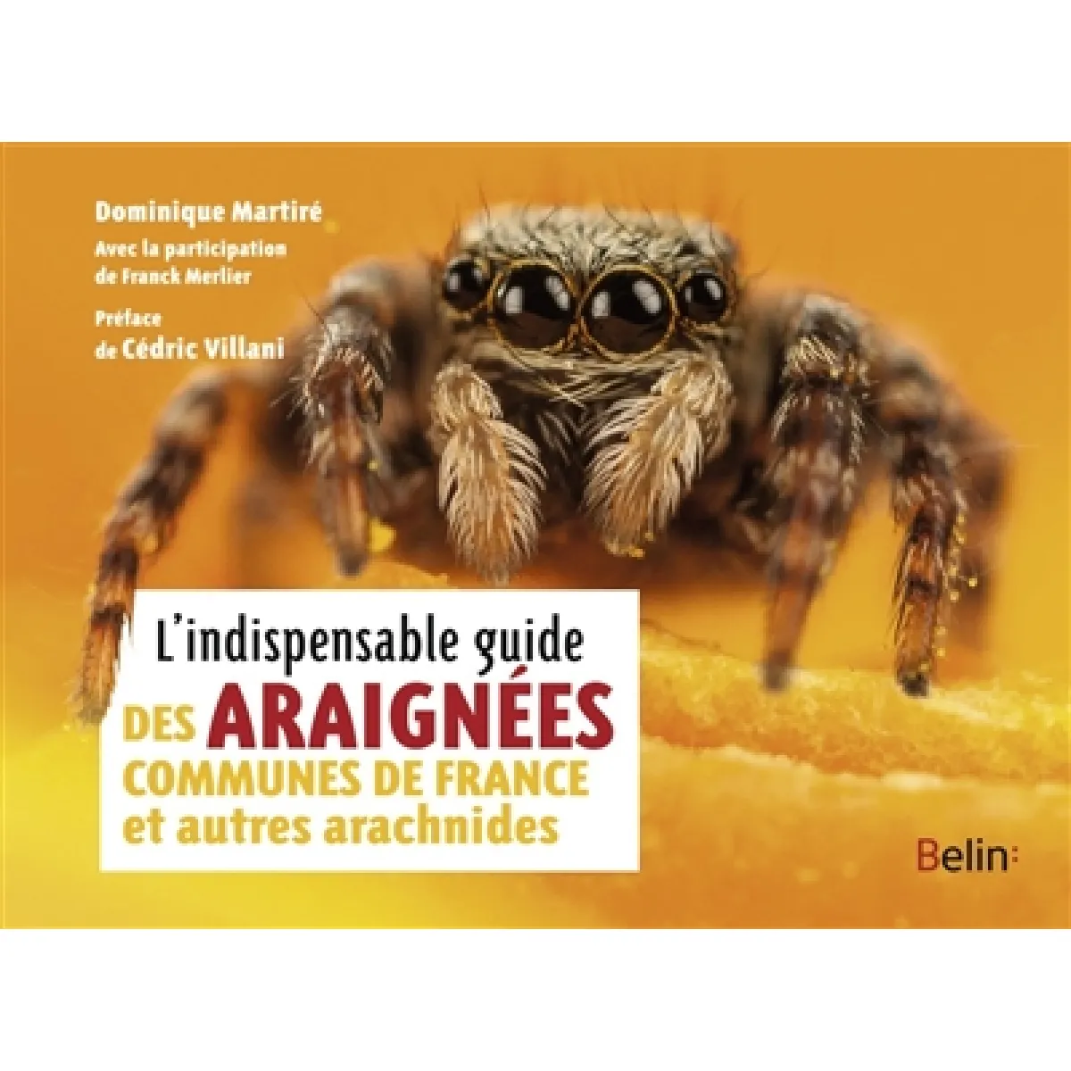 L'indispensable guide des araignées communes de France et autres arachnides