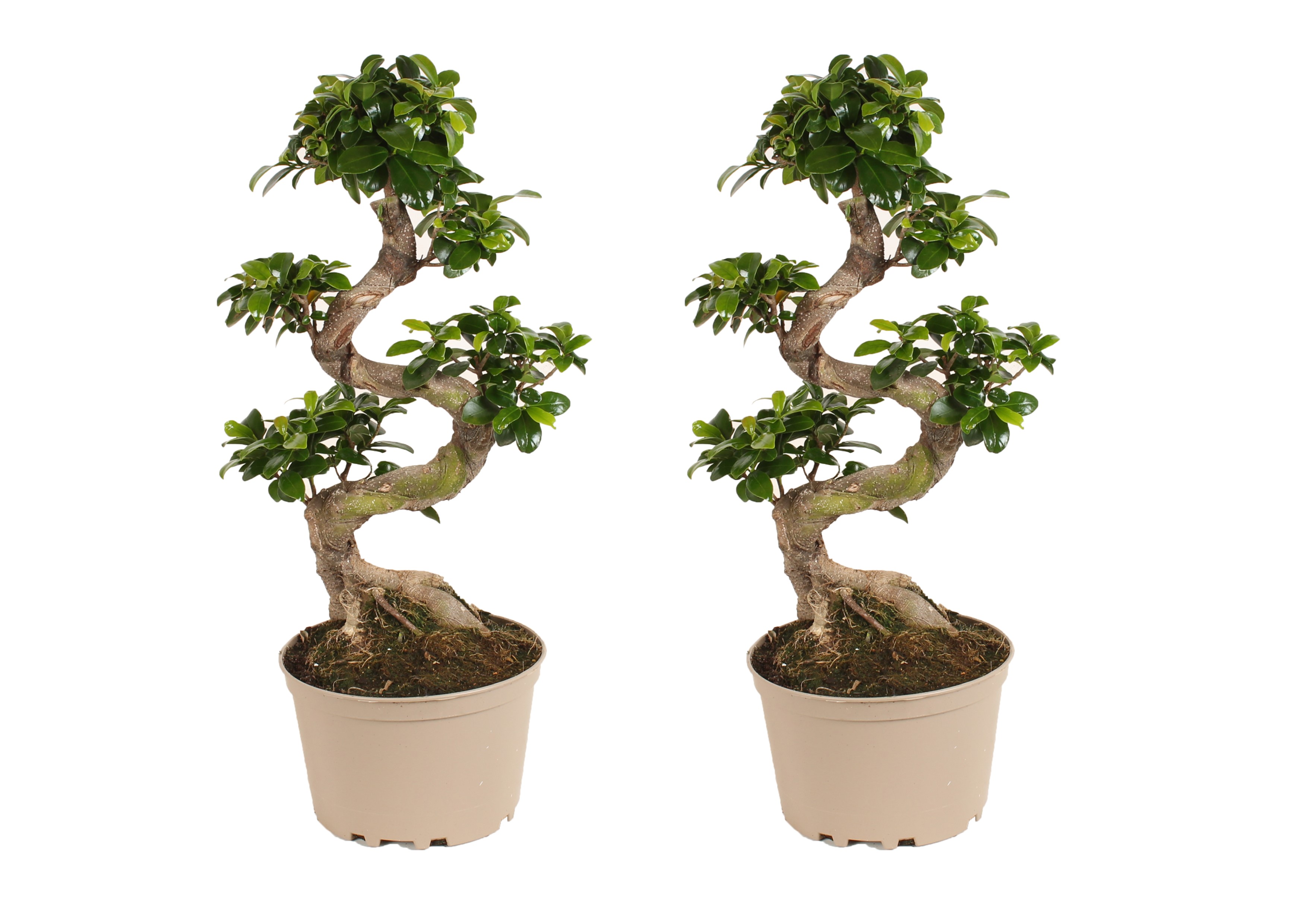 Ficus ginseng s-shape - set de 2 - japonaise bonsai - pot 20cm - hauteur 55-65cm