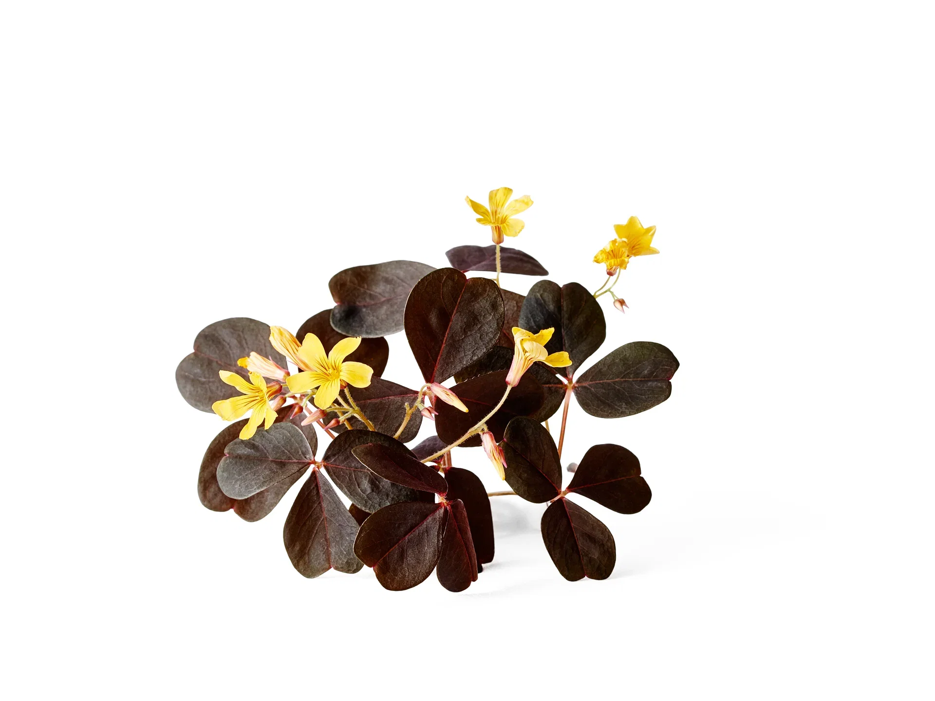 Oxalis acetosella Oxalis Ø12 cm