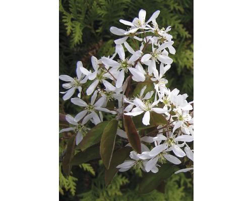 Koperrotspeer Amelanchier lamarckii H 80-100 cm Co 10 L