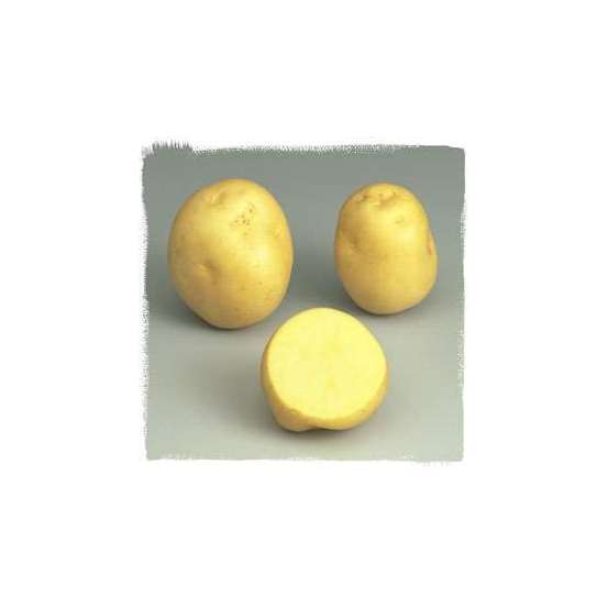 Plants de pommes de terre 'Sirtema' en sac - 1,5 kg
