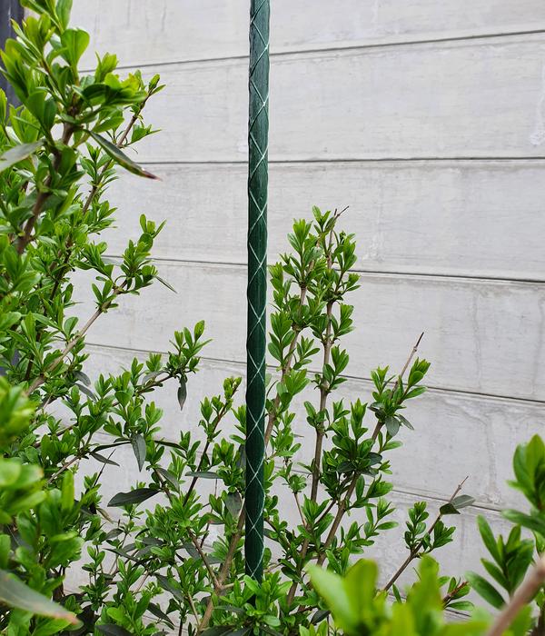 Dehner Fiberglas-Pflanzenstab