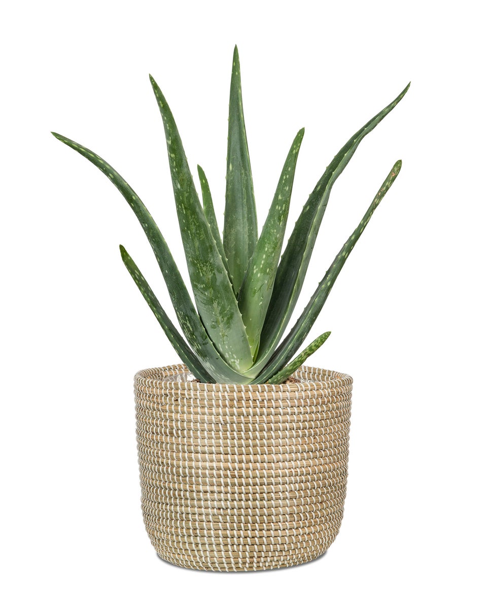 Scheurich Seagrass 17, plantenbak/mandpot van zeegras, kleur: wit, 17 cm diameter, 16 cm hoog, inhoud 3,5 l.