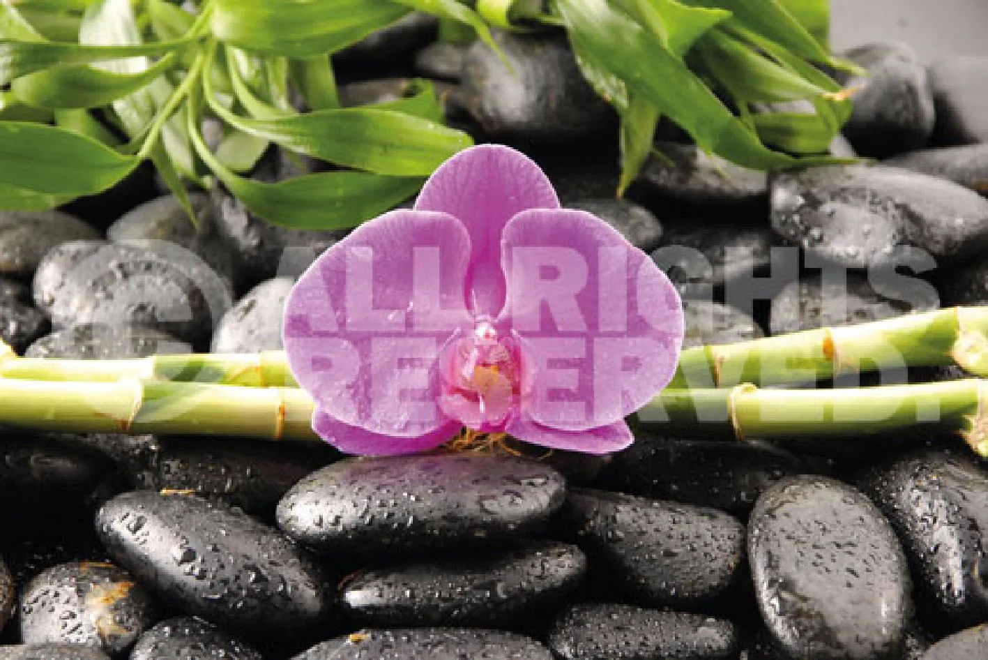 Poster Orchidee, 61 x 91 cm