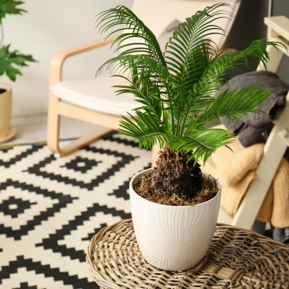 2x cycas revoluta – peace palm – palmier – facile d'entretien - ⌀12 cm - ↕30-40 cm