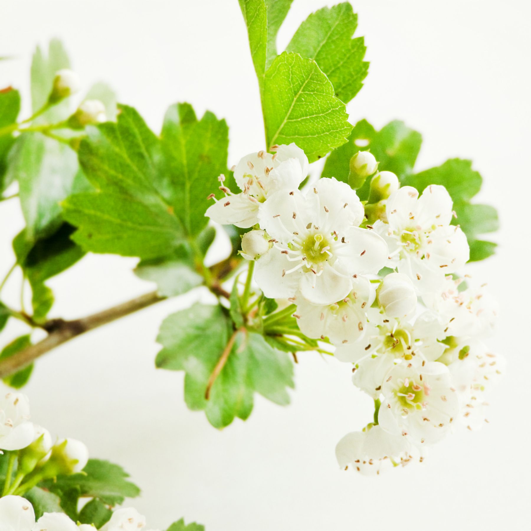 PEPPERMINTMAN Weißdornblätter mit Blüten, Bio