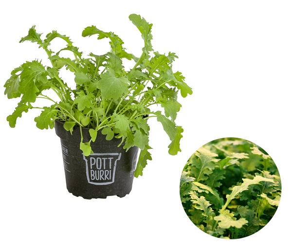 Bio Wasabi Rauke im Pottburri®-Topf