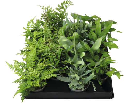 Varenmix FloraSelf Ø 6 cm pot willekeurige selectie van soorten