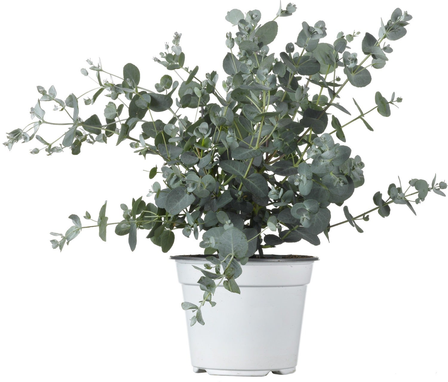 Gomboom (Eucalyptus gunnii) D 19 H 25 cm