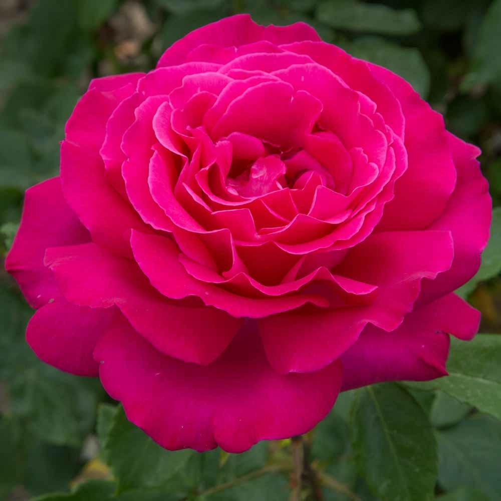 Rosier velasquez ® meimirtylus sans motte