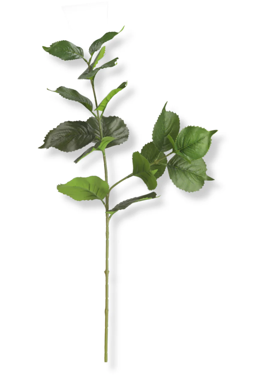Botané  Hortensia blade - grøn