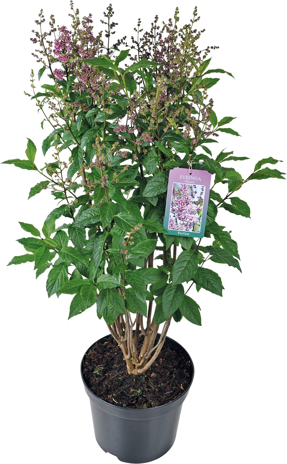 Sering (Syringa (Villosae groep) 'Minuet') D 23 H 70 cm