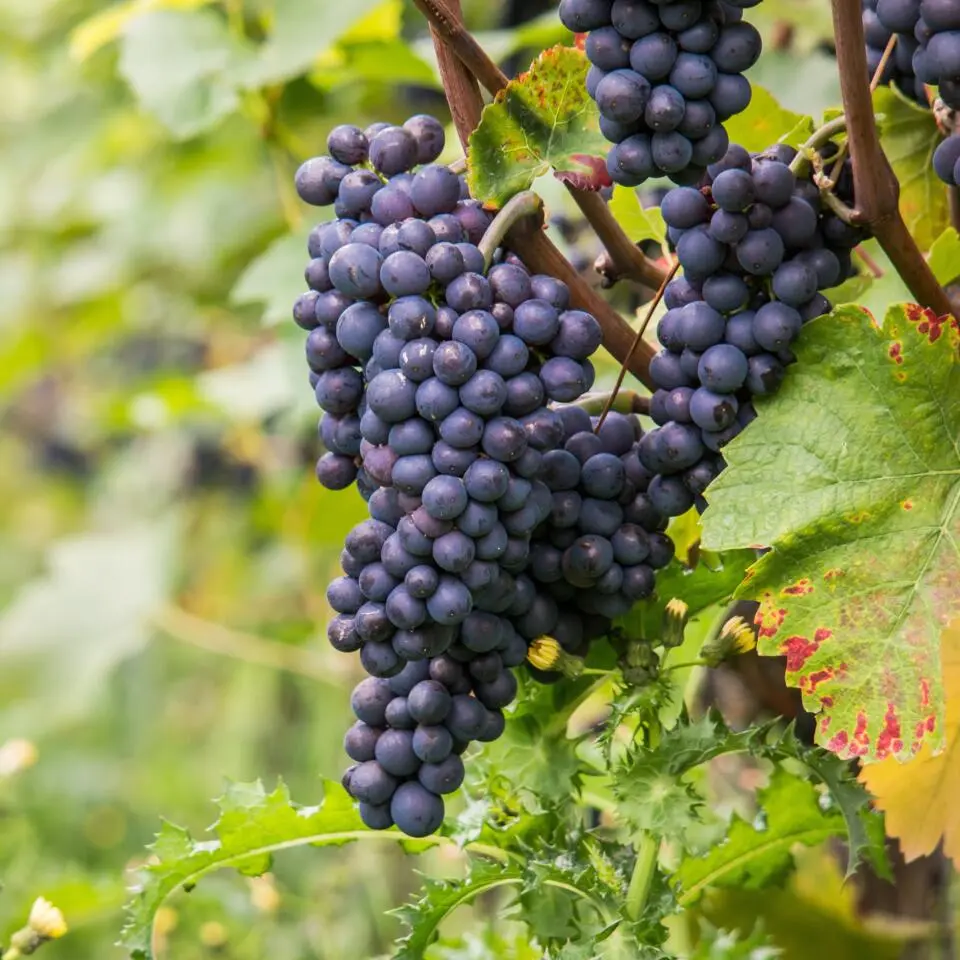 Druivenplant - Vitis vinifera ‘Nero’ - Hoogte 60-75cm - ⌀21cm
