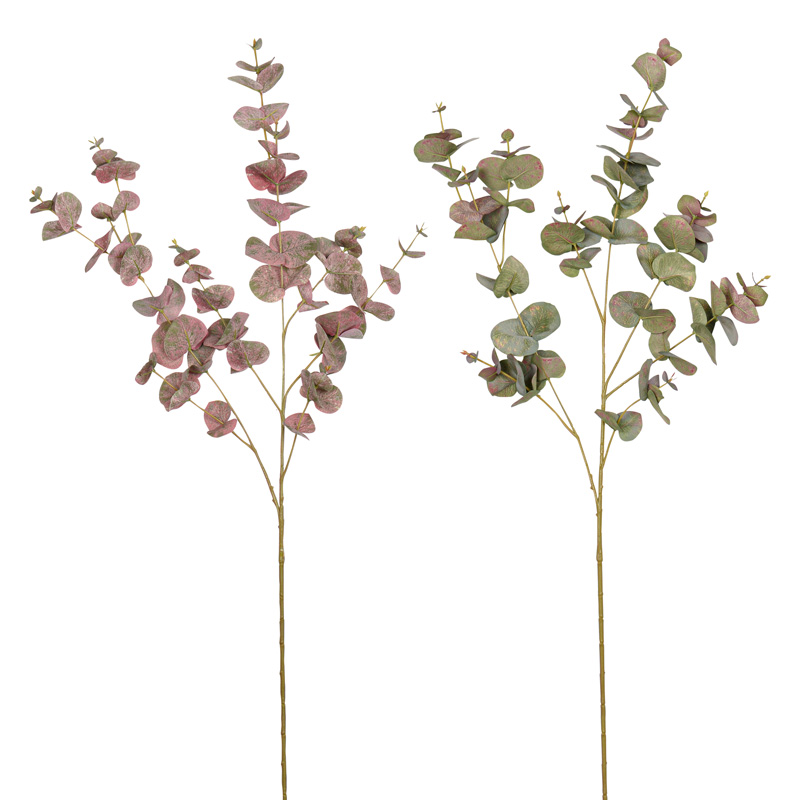 Branche d'Eucalyptus