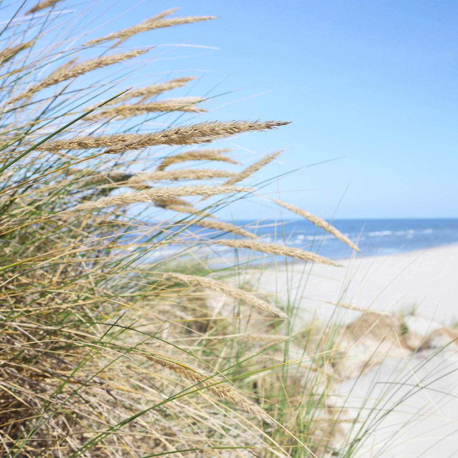 Schilderij strand met helmgras Sabrina blauw / groen 58 x 2 x 58 cm