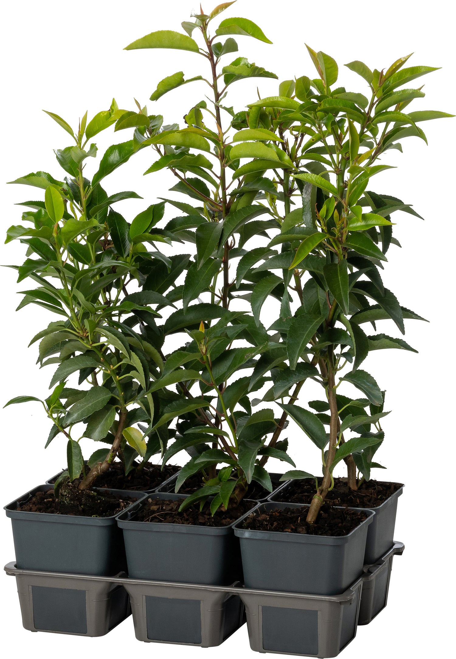 Portugese Laurier (Prunus lusitanica 'Angustifolia') sixpack D 9 H 20 cm
