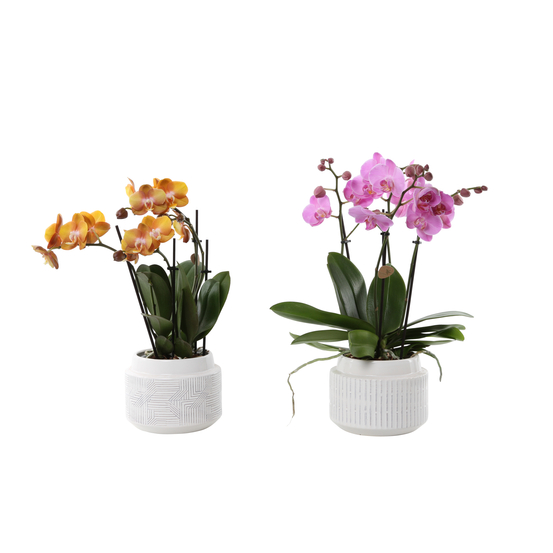 Orchidée Bijou (Ludisia)- pot D.14cm
