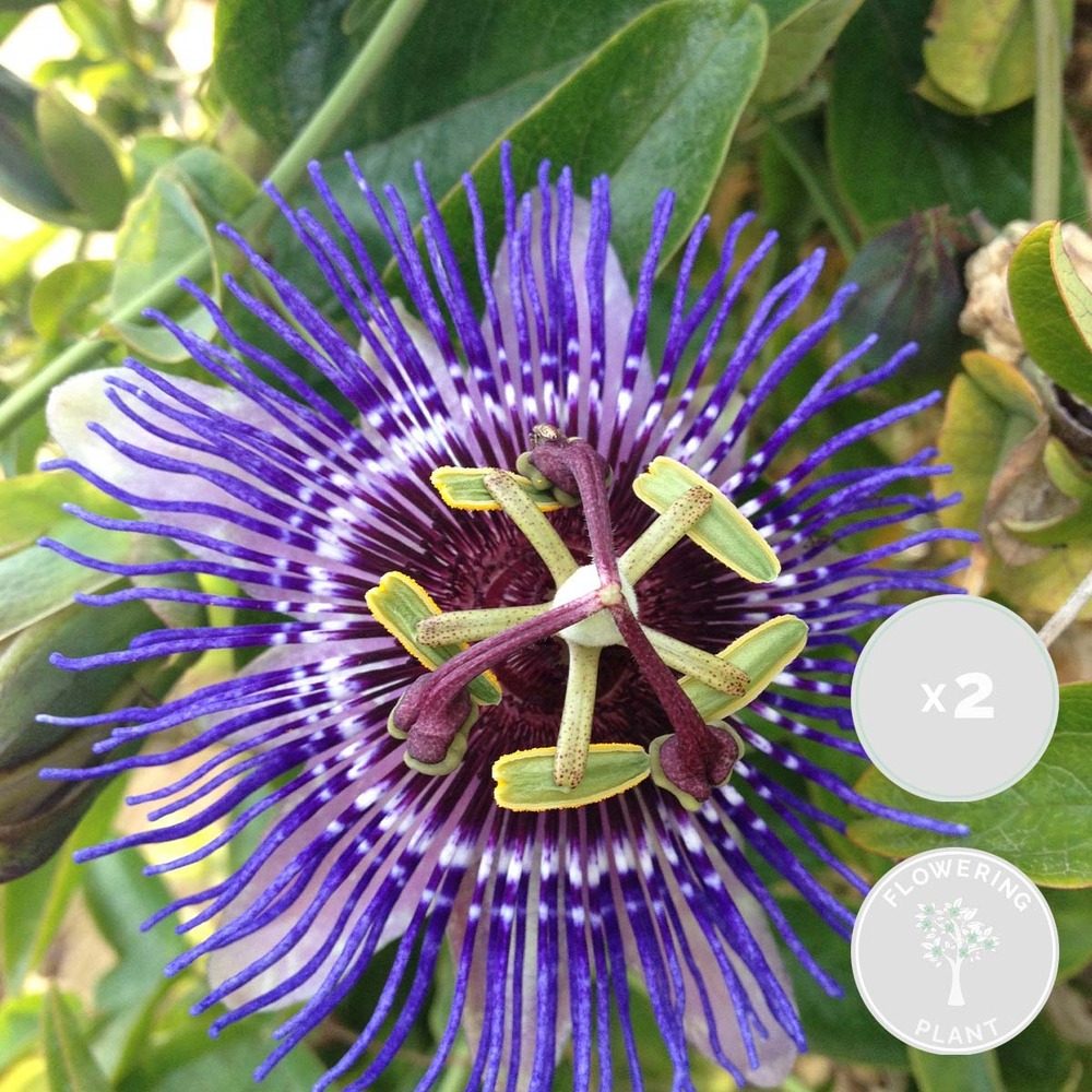 2x passiflora purple haze – passiflore – plante grimpante – facile d'entretien – ⌀15 cm - ↕60-70 cm