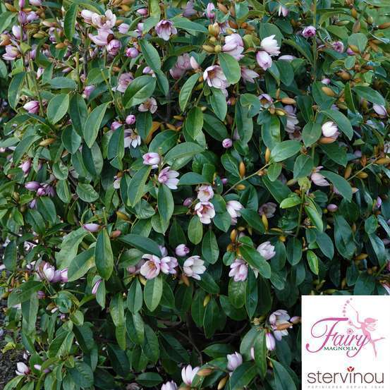 Michelia x 'Fairy Magnolia ® Blush':pot 5L