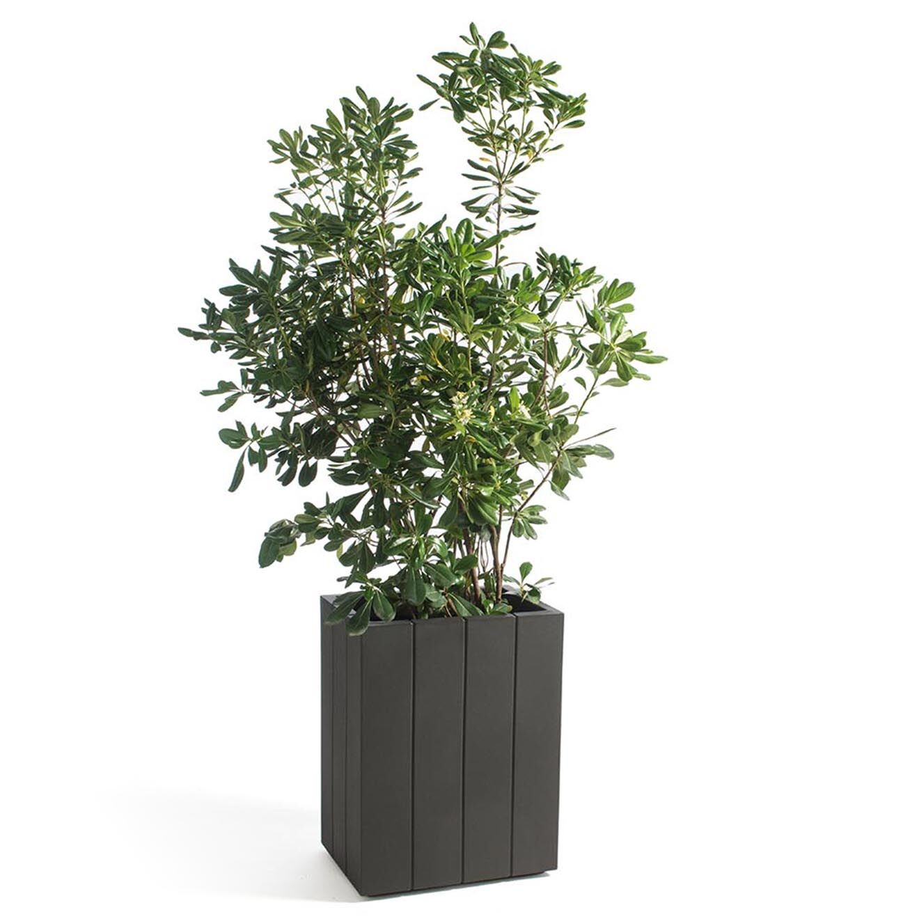 Serralunga Jardinière Design par Raffaella Mangiarotti anthracite - 35x60x45 cm