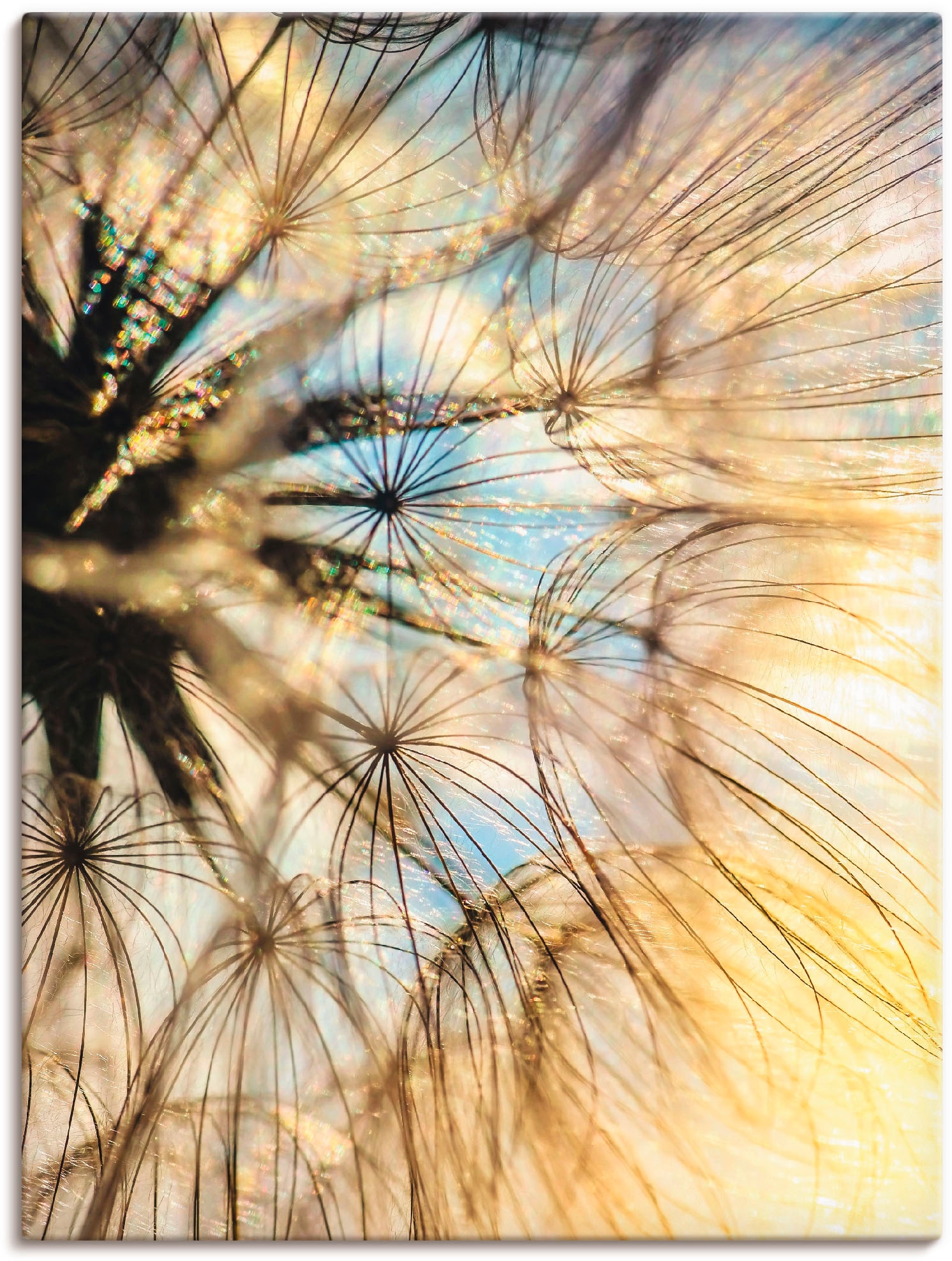 Artland Leinwandbild »Pusteblume Poesie« Blumen 1 Stk. tlg. als Leinwandbild, Poster, Wandaufkleber in verschied. Grössen
