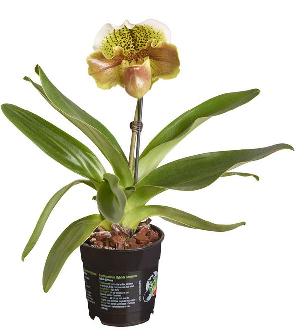 Frauenschuh - Paphiopedilum hybride,