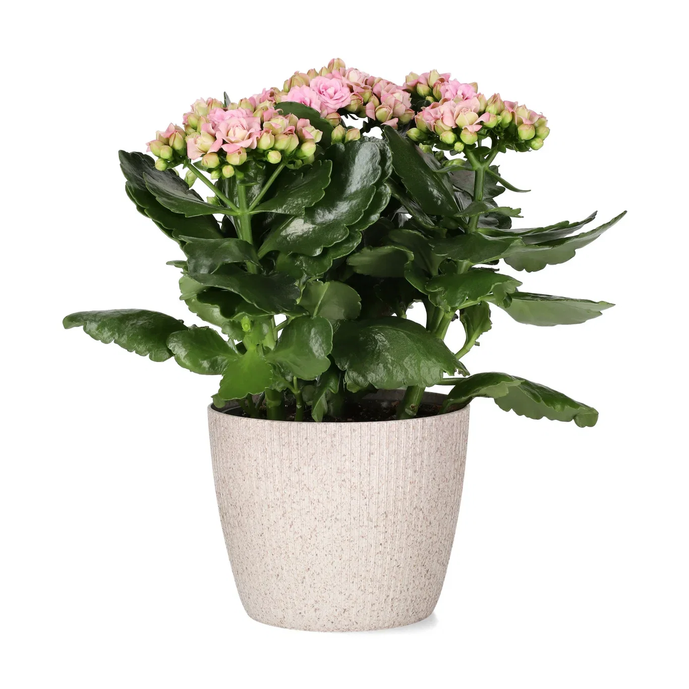 Kalanchoe maxi Light Pink  14cm Ildtopp Høyde 30 cm