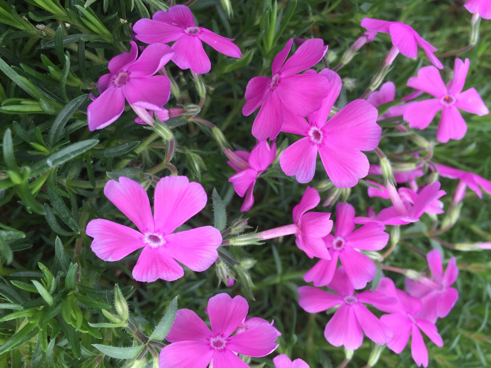 Kruipphlox (Phlox subulata 'Mc Daniel's cushion') D 11 H 20 cm