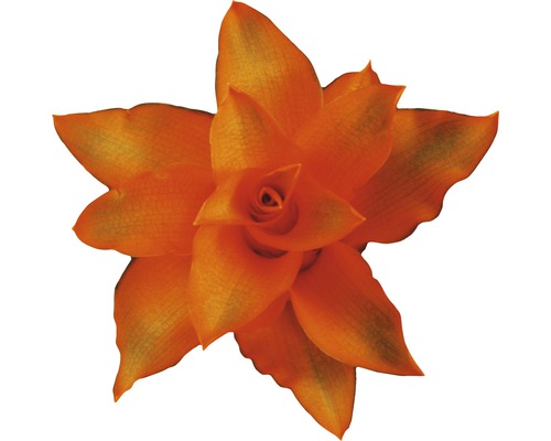 Calathea crocata 'Tassmania' (FloraSelf) 45-50 cm hoog, potdiameter 14 cm