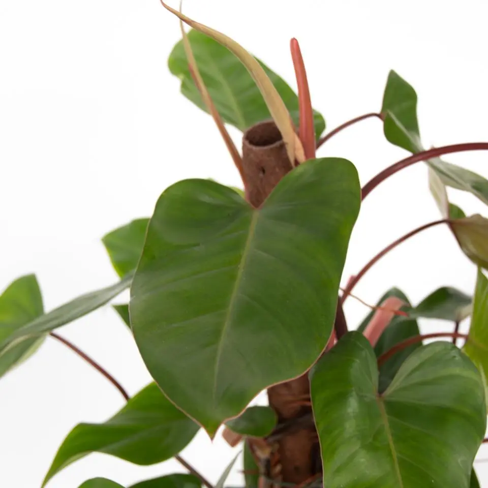 Philodendron - Philodendron Red Emerald Kratiste - Hoogte 70-80cm - ⌀19cm