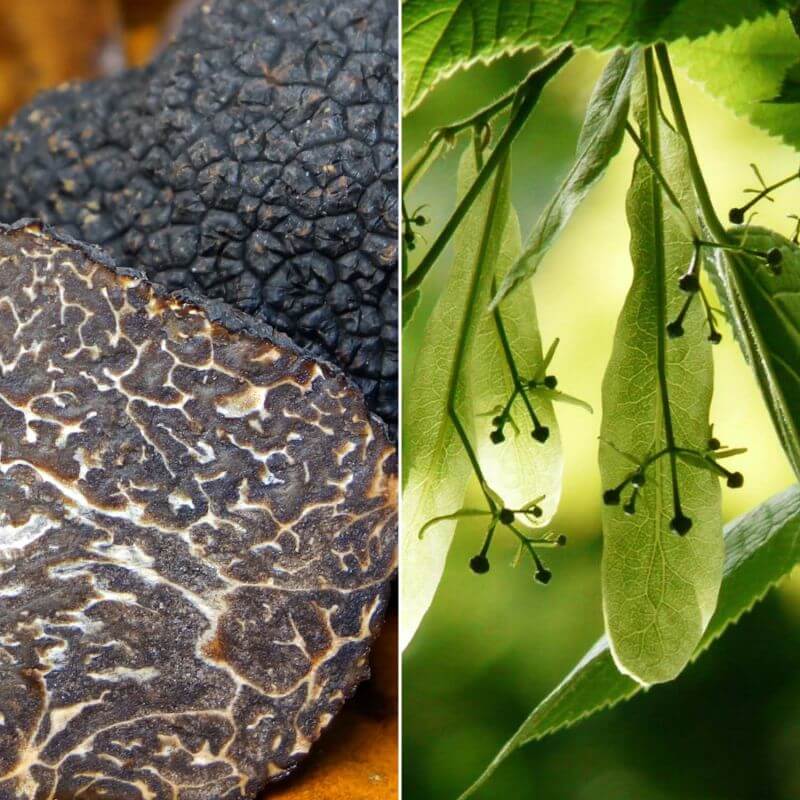 Tilleul des bois uncinatum - conteneur 2l (tilia cordata) -