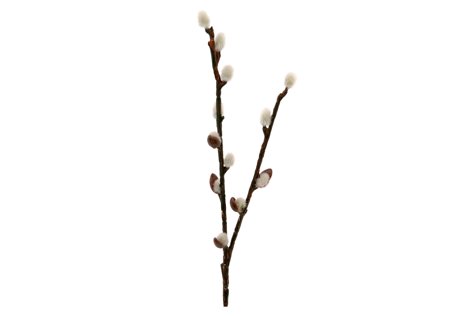 Kvist Brun H:36 cm