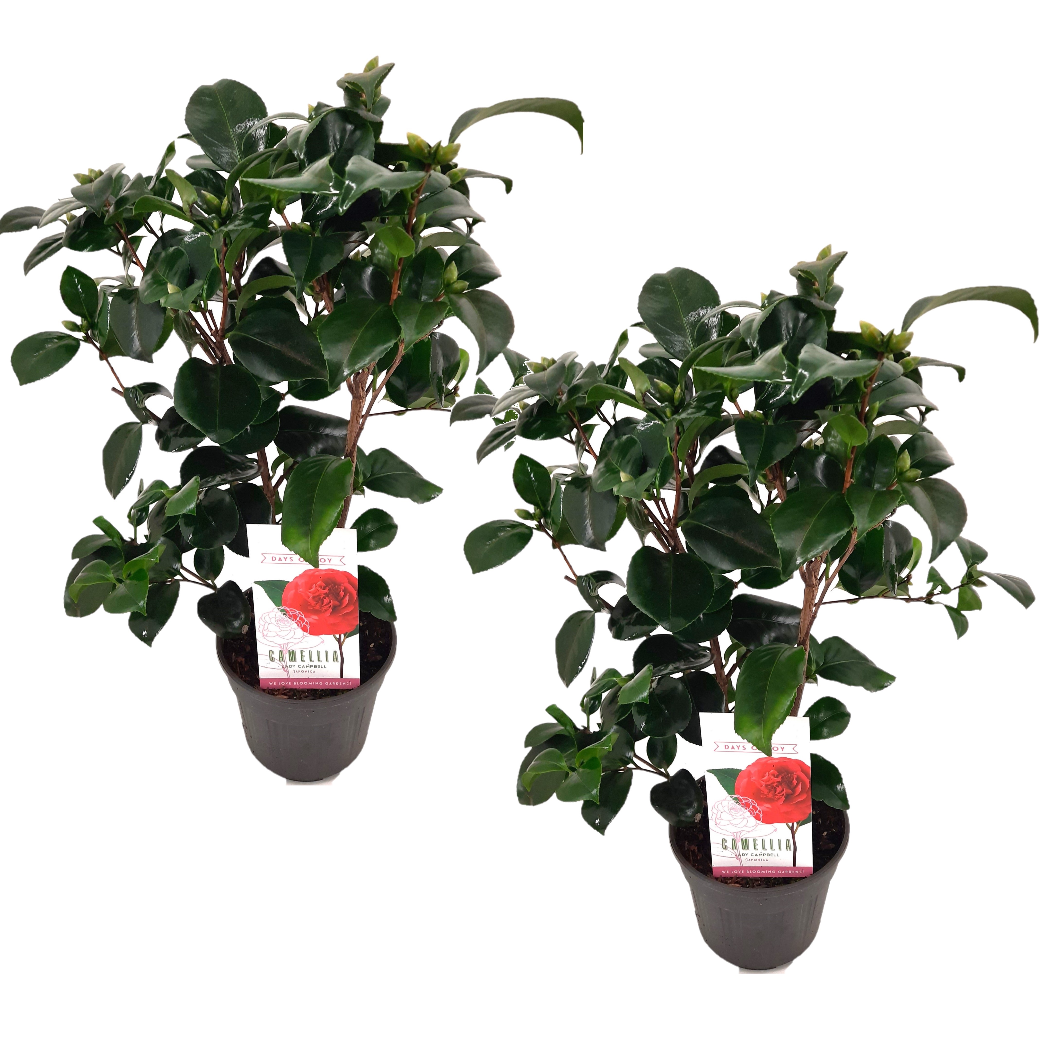 Camellia japonica lady campbell - set de 2 - rose - pot 15cm - hauteur 50-60cm